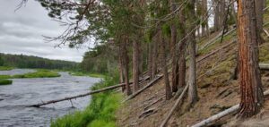 Kuusinkijoki Haisusaaren kohdalla
